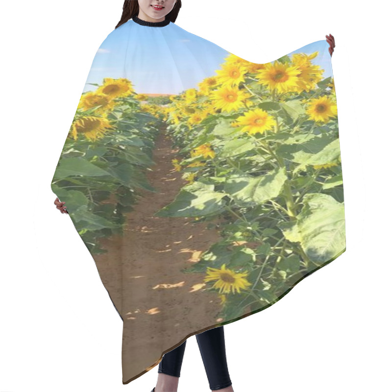 Personality  Vertical Screen :Sunflower Fields Host Vibrant Life, Sustaining Biofarm Ecosystem Balance. Each Sunflower Bloom Contributes To Biofarm Harmony Within Thriving Ecosystem Connections. Hair Cutting Cape