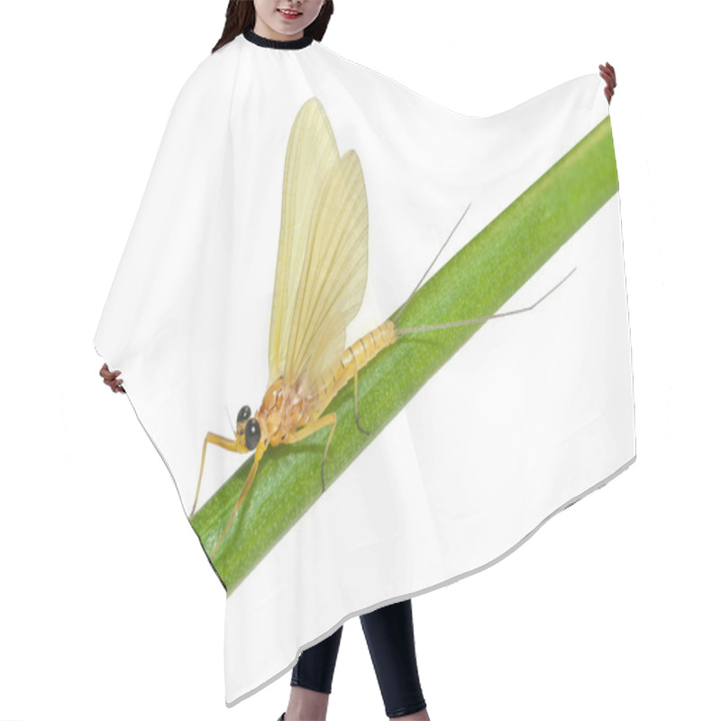 Personality  Beautiful Mayflie Hair Cutting Cape