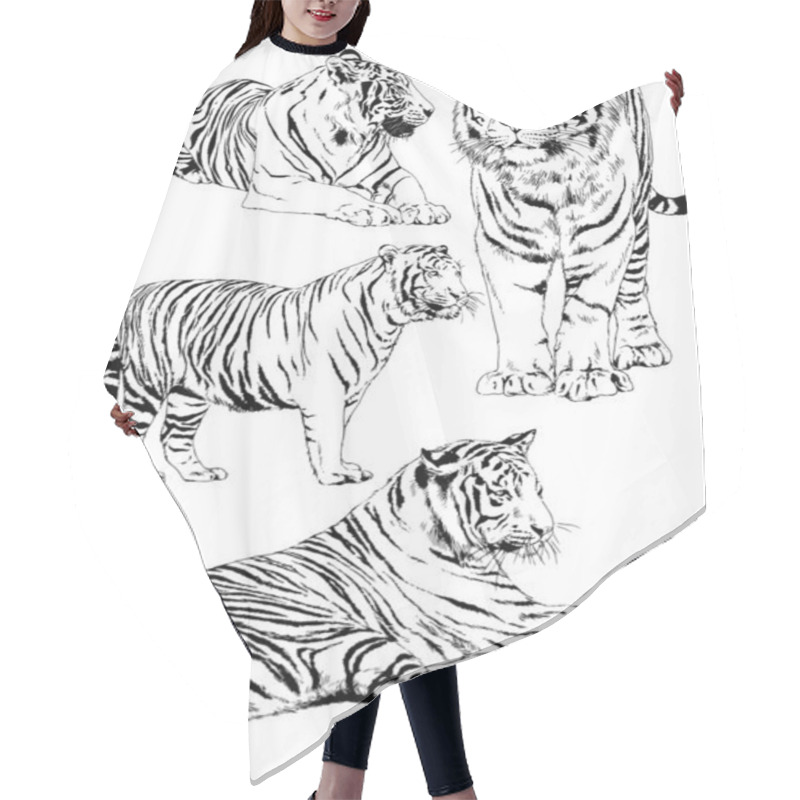 Personality  Vector Drawings Sketches Different Predator , Tigers, Lions ,cheetahs And Leopards Are Drawn In Ink By Hand , Objects With No Background Hair Cutting Cape