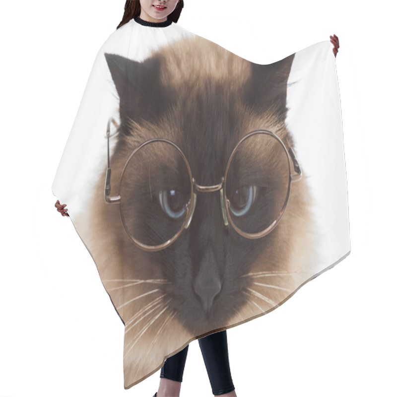 Personality  Portrait Of A Cute Fluffy Balinese Cat With Glasses Closeup On White Hair Cutting Cape