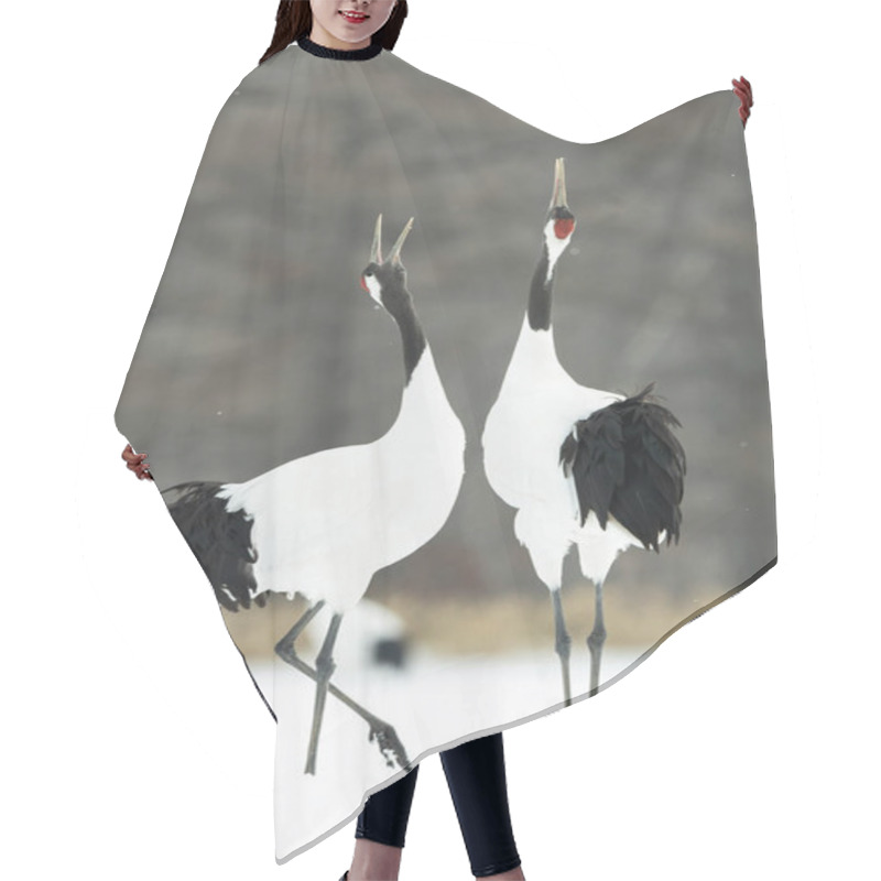 Personality  The Ritual Marriage Dance Of Cranes. The Red-crowned Cranes. Scientific Name: Grus Japonensis, Also Called The Japanese Crane Or Manchurian Crane, Is A Large East Asian Crane. Hair Cutting Cape