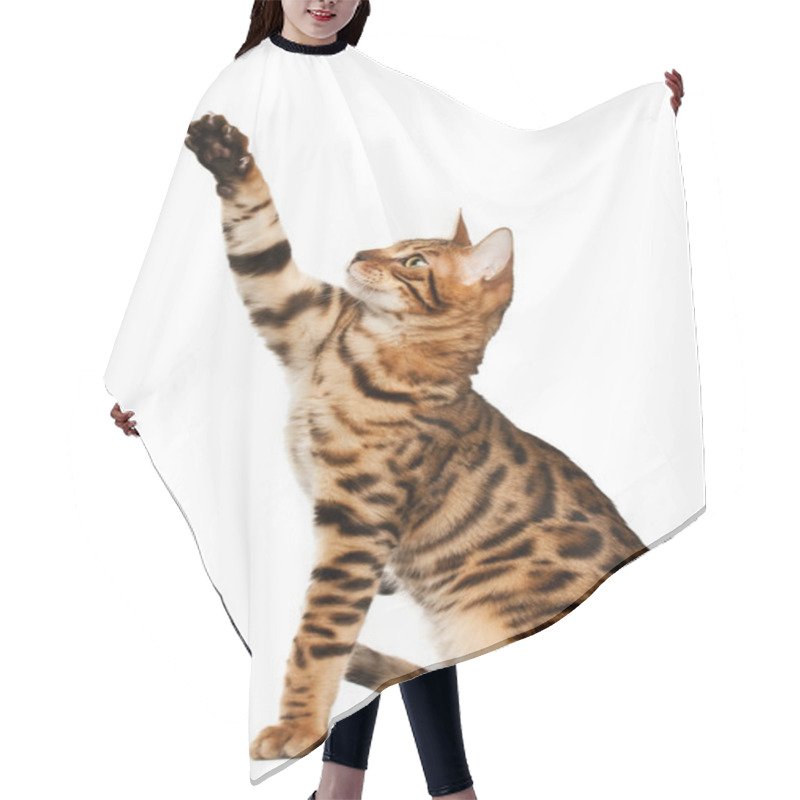 Personality  Bengal Cat Hair Cutting Cape