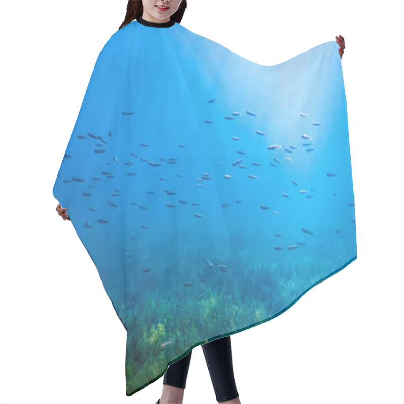 Personality  Freshwater Fish Swimming In The Clear Water, Underwater Wildlife, Rivers And Lakes Hair Cutting Cape