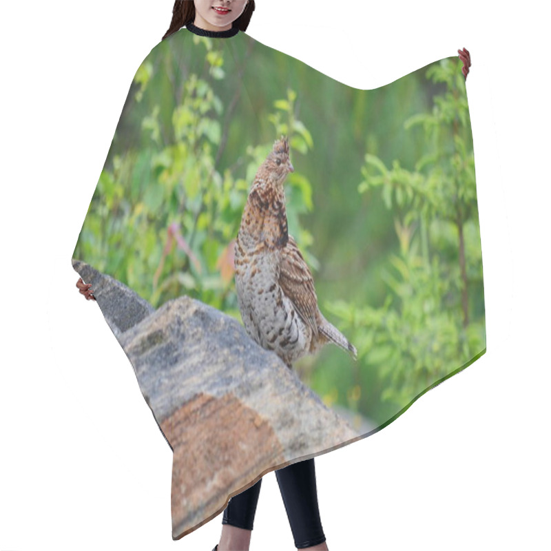 Personality  Ruffed Grouse, Algonquin, Ontario Hair Cutting Cape