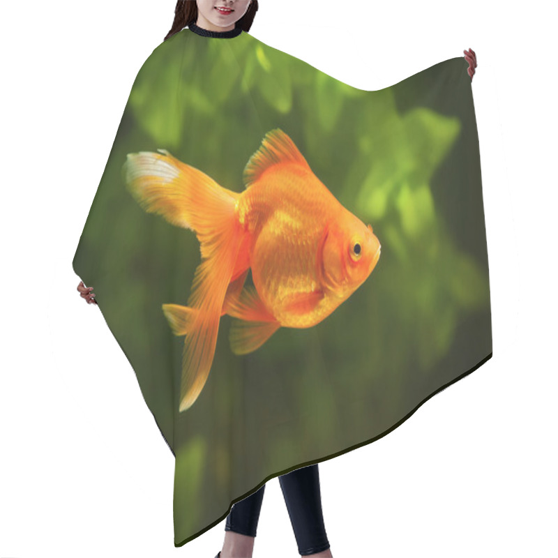 Personality  Goldfish In Aquarium With Green Plants, And Stones Hair Cutting Cape