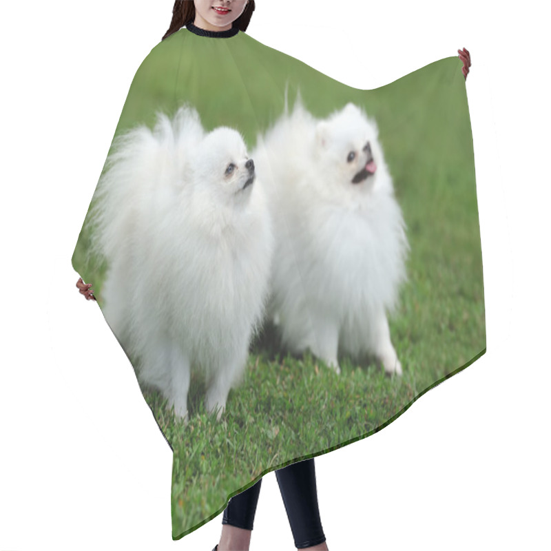 Personality  White Pomeranian Dog Hair Cutting Cape