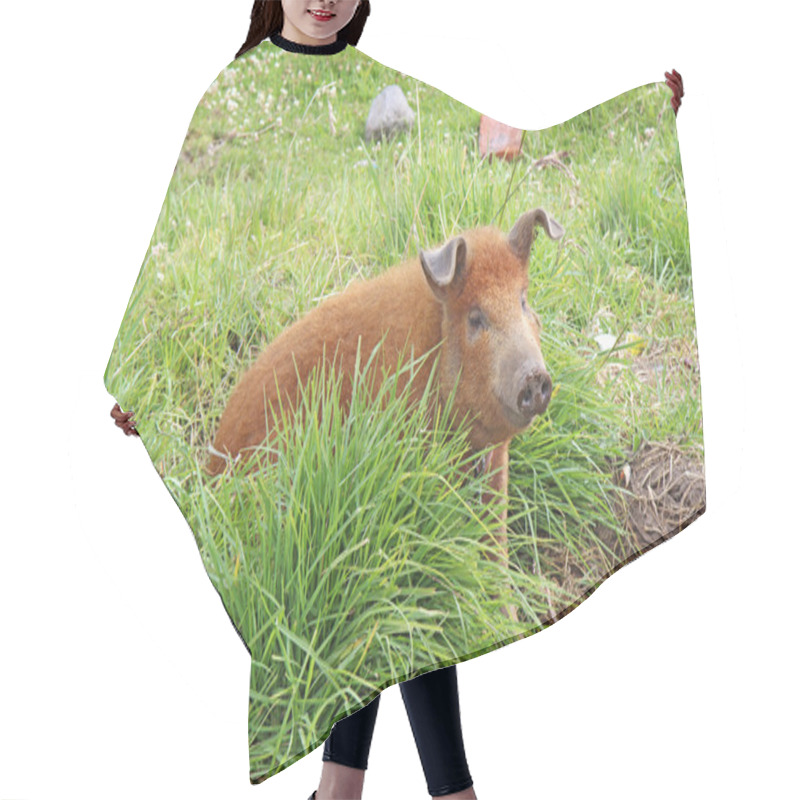 Personality  Live Domestic Pig In Ecuador Hair Cutting Cape