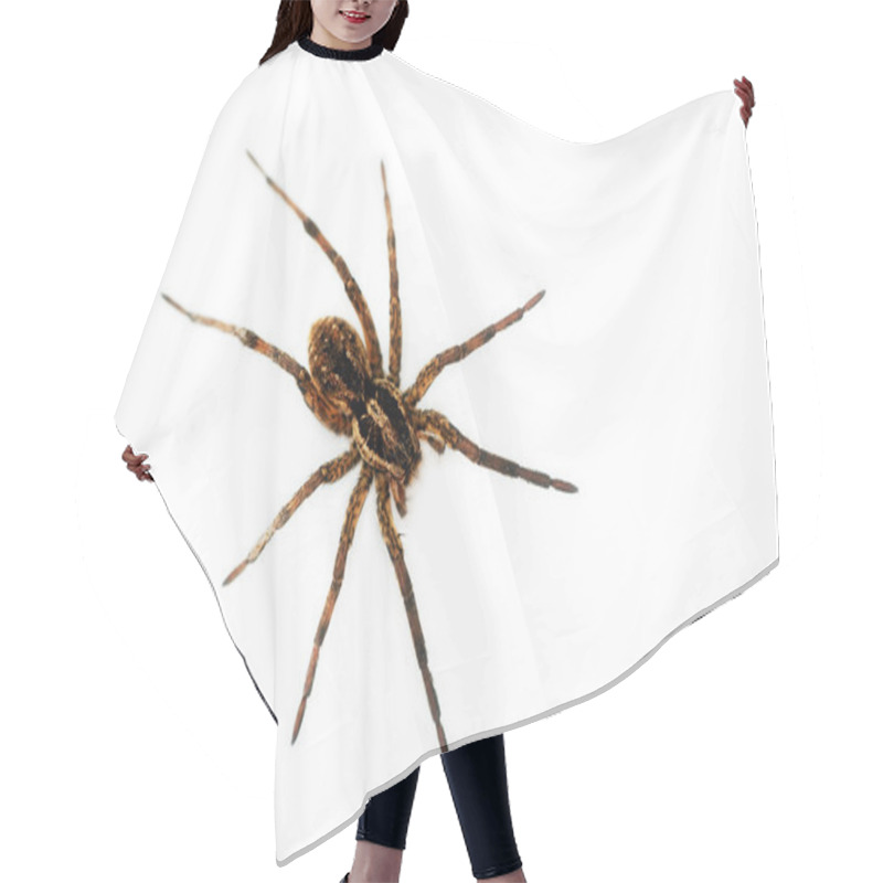 Personality  Big Hairy Spider Hair Cutting Cape