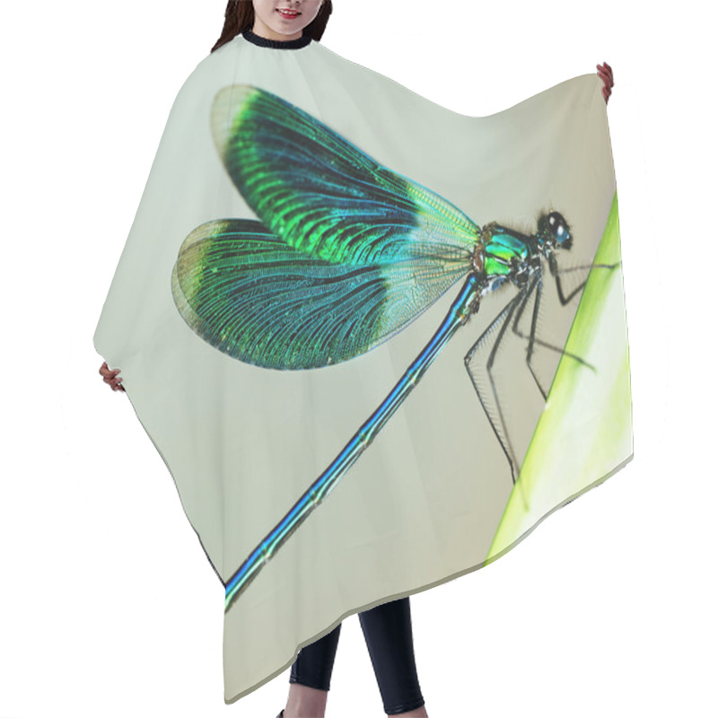 Personality  Beautiful Bright Dragonfly Hair Cutting Cape