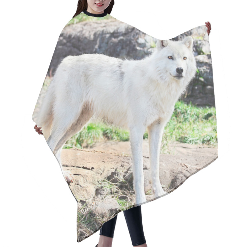 Personality  Young Arctic Wolf Standing On Rocks Hair Cutting Cape