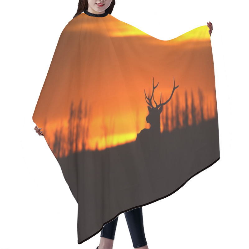 Personality  Bull Elk In Sunset Hair Cutting Cape