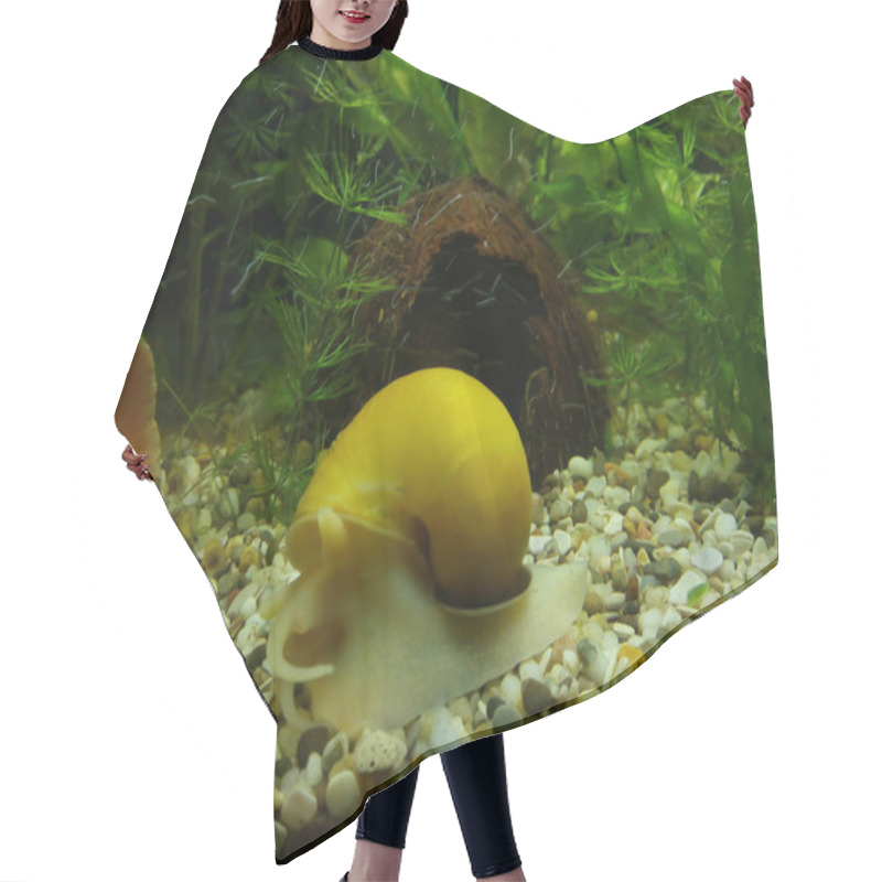 Personality  Yellow Aquarium Snail Crawling On Gravel Substrate With Aquatic Plants And A Decorative Coconut Hide In The Background. Freshwater Tank Scene Hair Cutting Cape