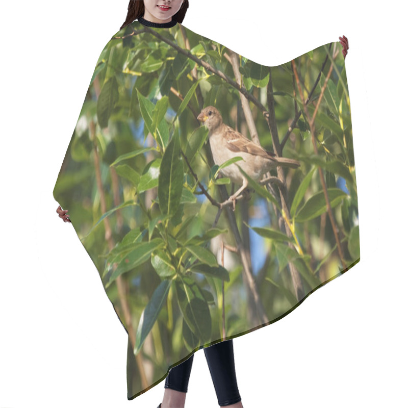 Personality  Nightingale In The Summer Among Green Foliage Hair Cutting Cape