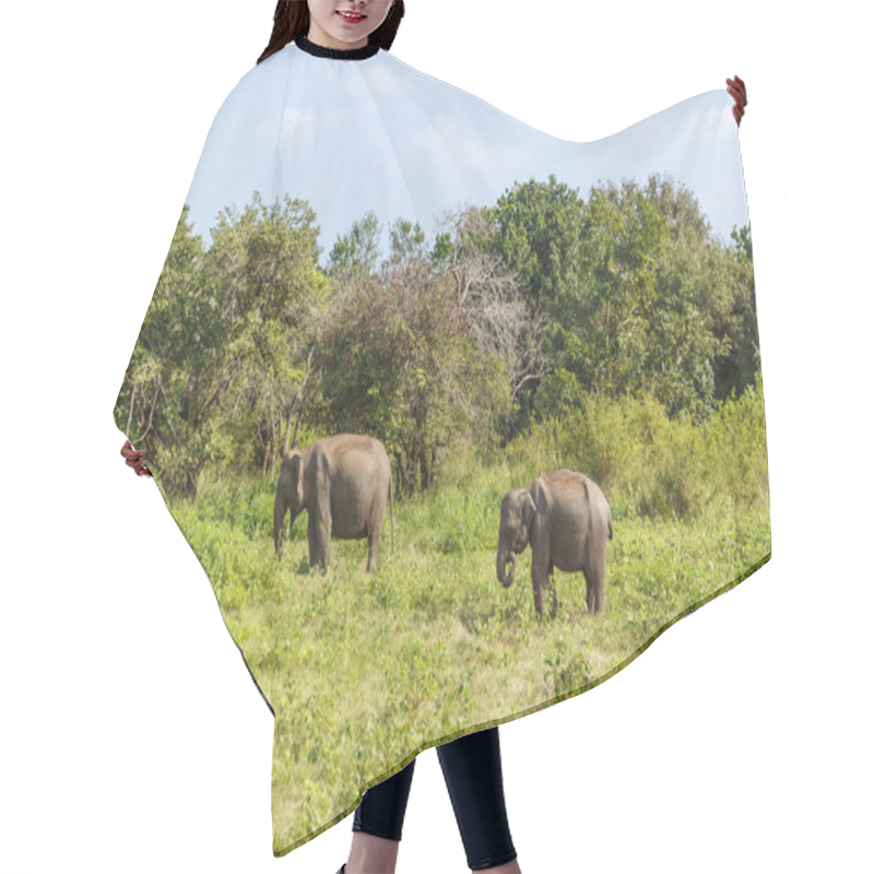 Personality  Elephants Hair Cutting Cape