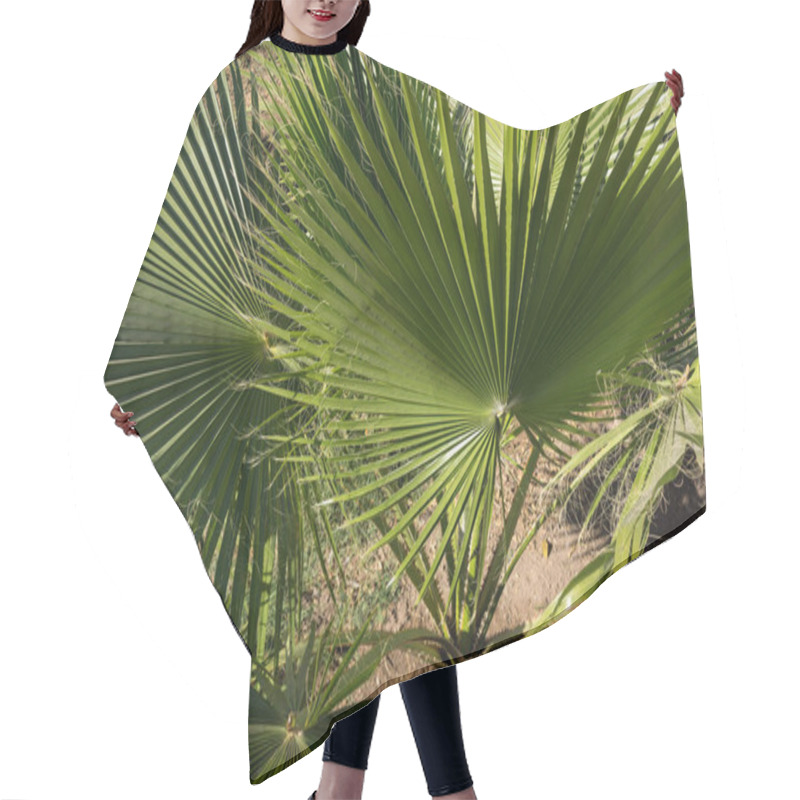 Personality  Palm Leaf Of Trachycarpus Fortunei Close Up Pattern View Hair Cutting Cape