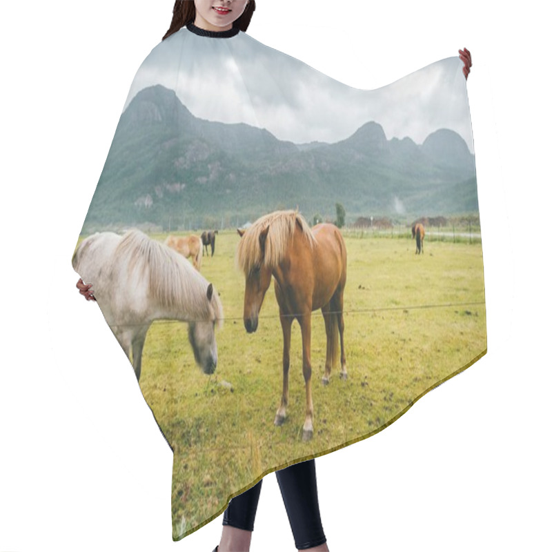 Personality  Wildlife In Norway. Scandinavian Fjord Beautiful Horses On Pasture Eat Grass On Field In Summer Rainy Weather. Cloudy Sky. Mountains On Background. Rocks. Funny Mammal Animals. Rural. Travel. Nature. Hair Cutting Cape