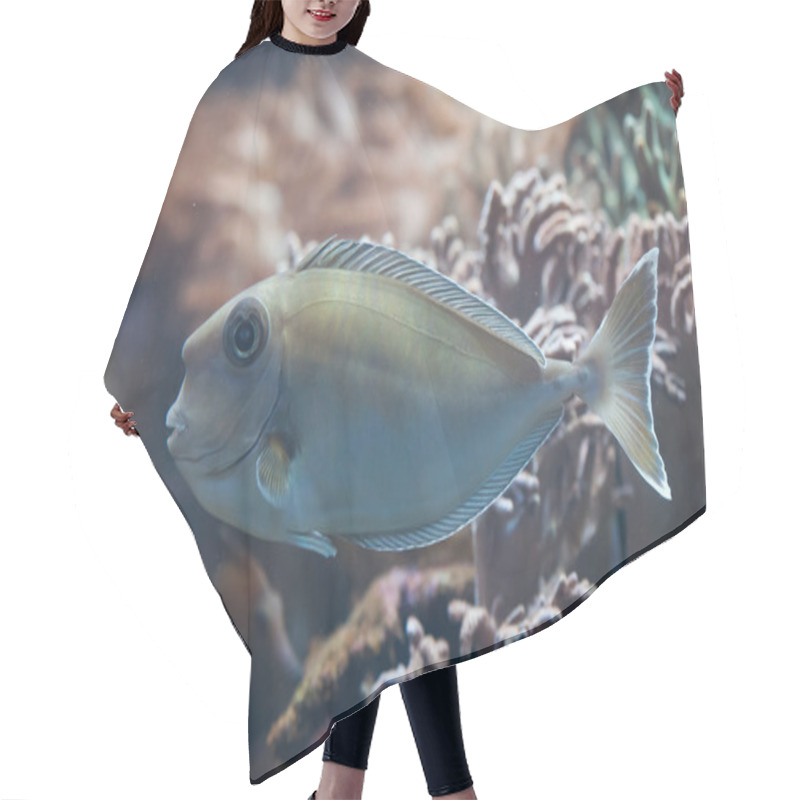 Personality  Bluespine Unicornfish In Corals Hair Cutting Cape