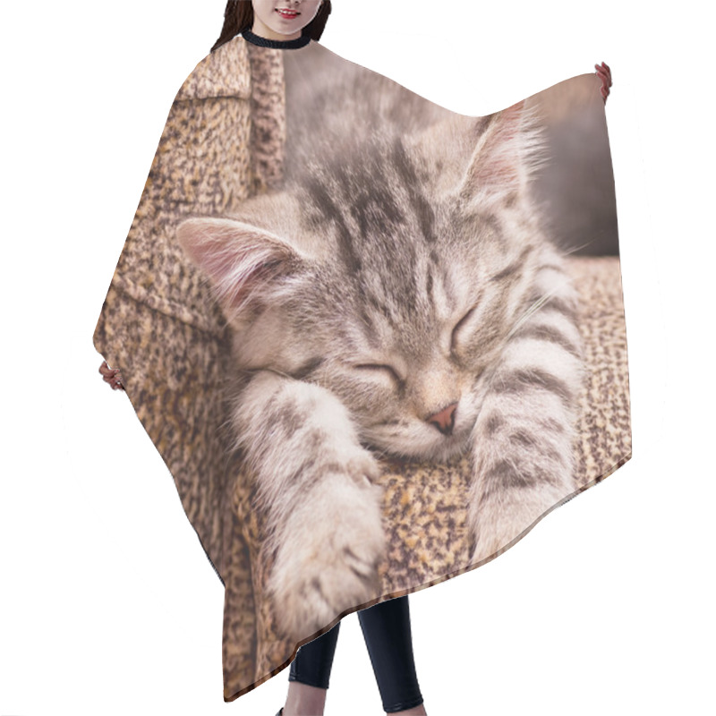 Personality  Beautiful Scottish Young Cat Hair Cutting Cape