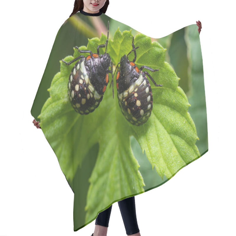 Personality  Bugs On Leaf  On Background,close Up Hair Cutting Cape