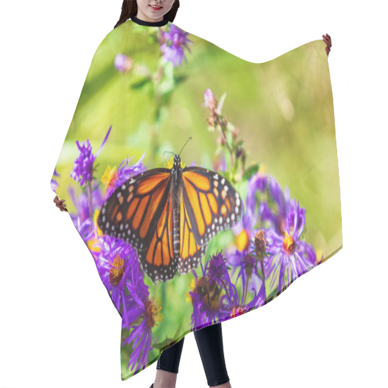 Personality  Monarch Butterfly On Purple Asters Flowers In Autumn Nature Garden Background. Butterflies Flying Outdoor Hair Cutting Cape