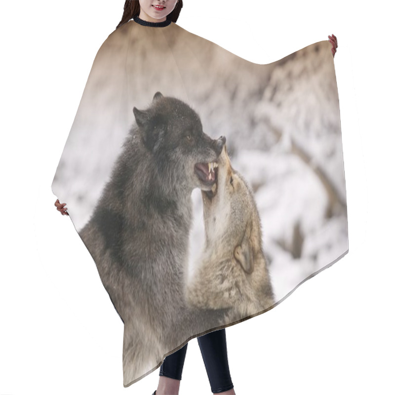 Personality  Wolves Fighting Hair Cutting Cape