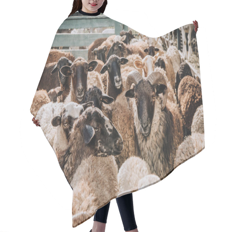 Personality  Close Up View Of Herd Of Adorable Brown Sheep Grazing In Corral At Farm Hair Cutting Cape