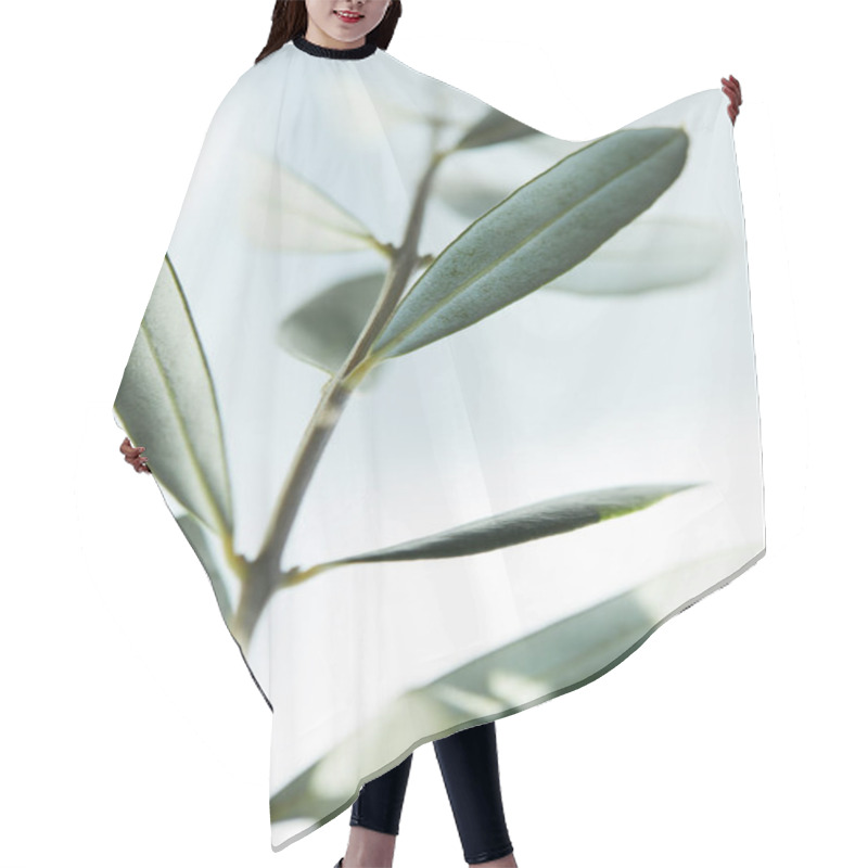 Personality  Closeup Image Of Leaves Of Olive Branch On Blurred Background Hair Cutting Cape