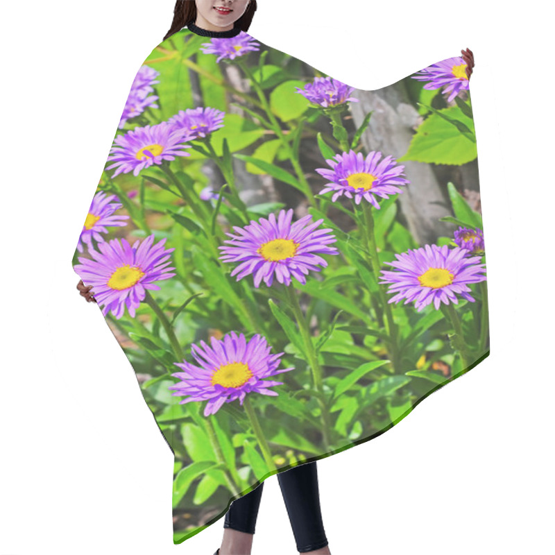 Personality  Alpine Aster (Aster Alpinus) Hair Cutting Cape