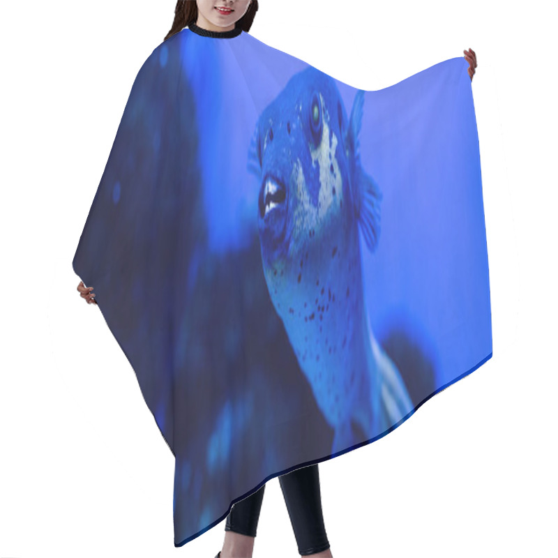 Personality  Exotic Fish Swimming Under Water In Aquarium With Blue Neon Lighting, Panoramic Shot Hair Cutting Cape