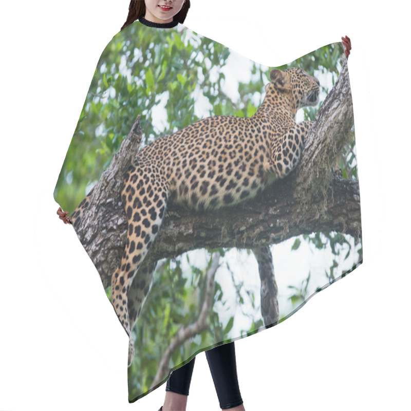 Personality  Panthera Pardus Kotiya Hair Cutting Cape