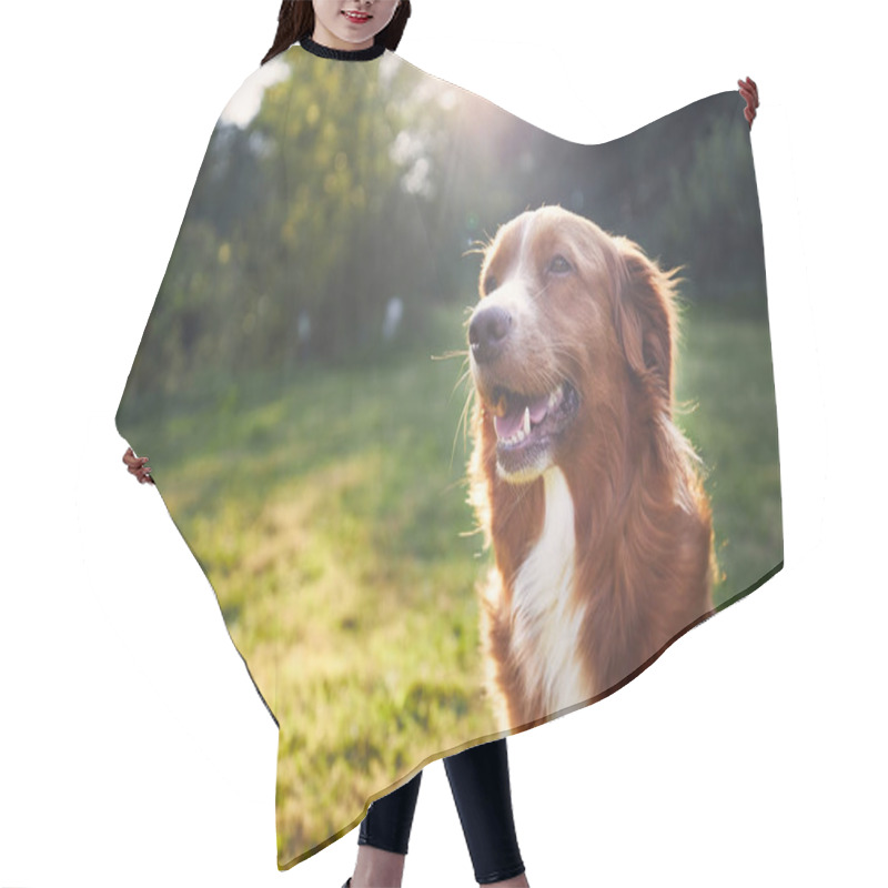 Personality  Portrait Of Happy Dog In The Countryside. Nova Scotia Duck Tolling Retriever On Meadow At Sunset Hair Cutting Cape