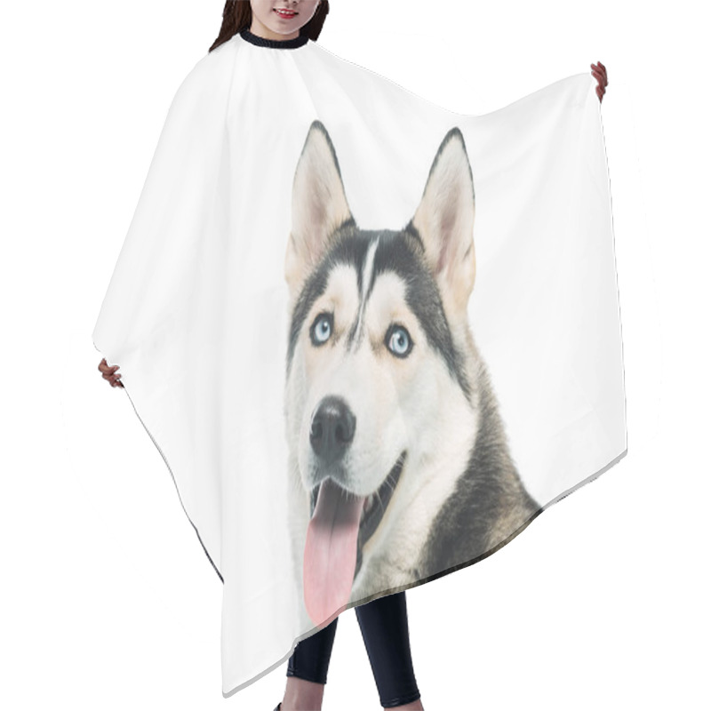 Personality  Portrait Of Cute Husky Isolated On White Background Hair Cutting Cape