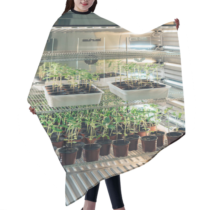 Personality  Selective Focus Of Potted Plants In Modern Biotechnology Laboratory  Hair Cutting Cape