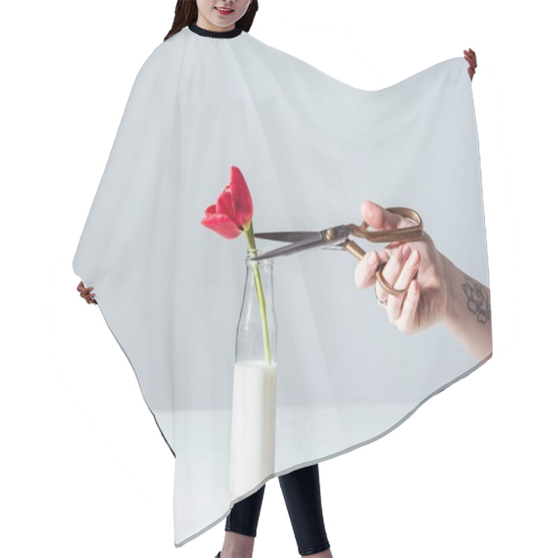 Personality  Cropped Shot Of Hand With Scissors Cutting Red Tulip Flower In Bottle With Milk On Grey Hair Cutting Cape