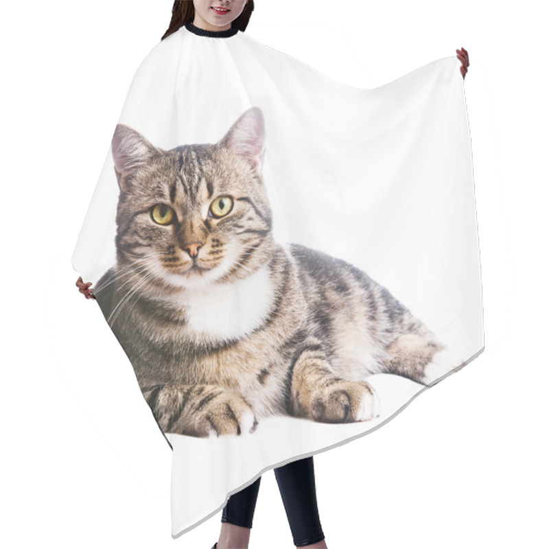 Personality  Beautiful European Cat Lying On A White Background Hair Cutting Cape