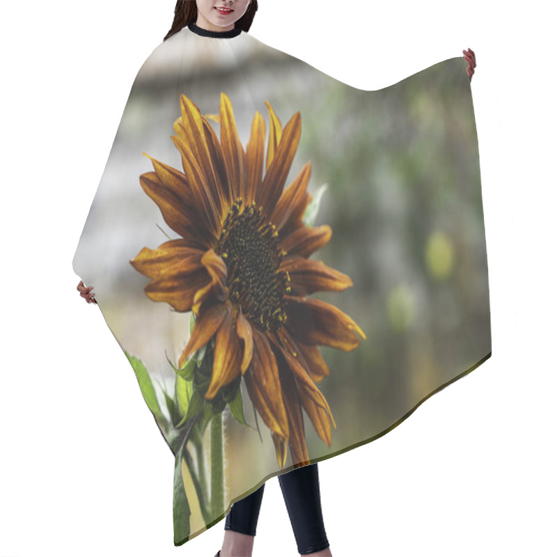 Personality  Rustic Copper-Toned Sunflower In Full Bloom With A Soft-Focus Garden Backdrop Hair Cutting Cape