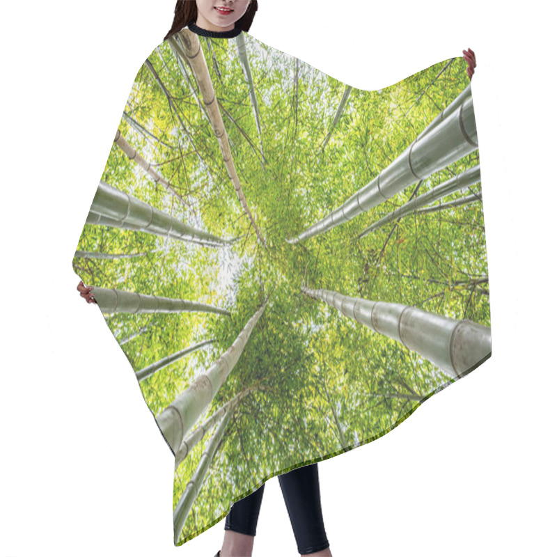 Personality  Looking Up At Bamboo Tree Tops On Bright Sunny Day Hair Cutting Cape