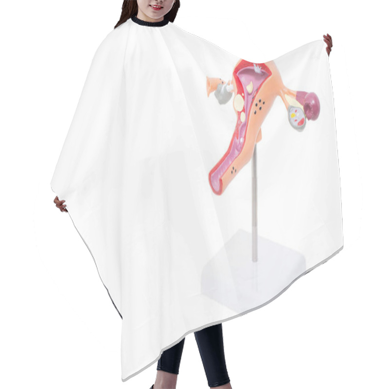 Personality  Mock Reproductive Female System On A White Background. The Concept Of Female Diseases In Gynecology, Inflammatory Process And Cancer, Copy Space Hair Cutting Cape