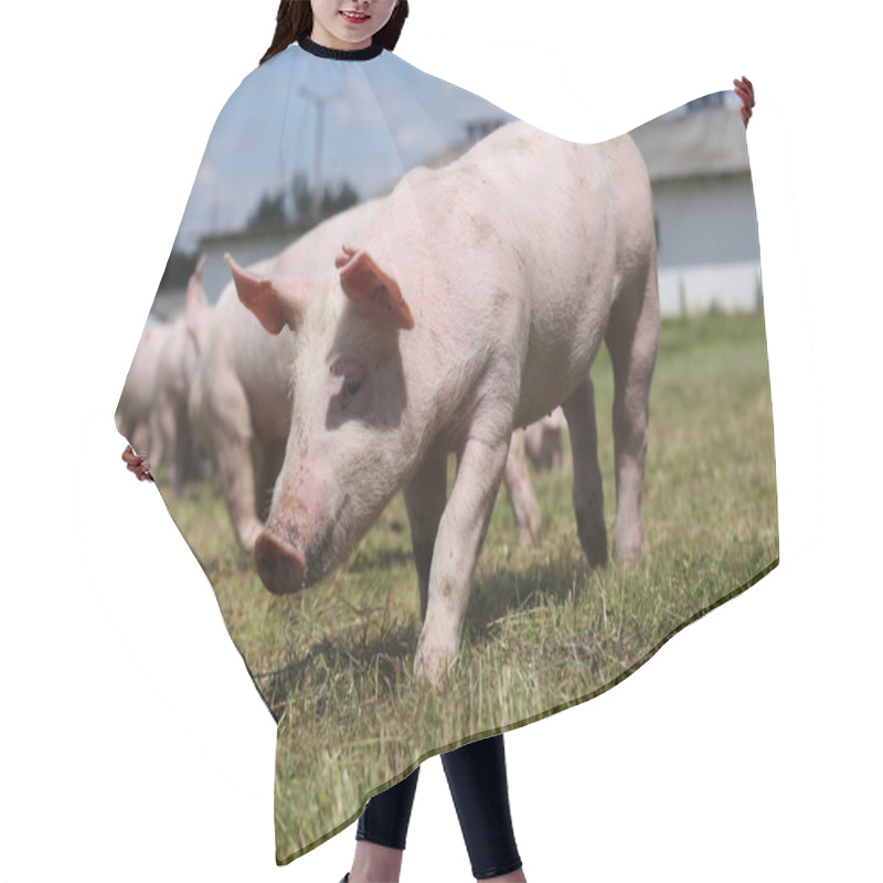 Personality  Group Of Small Pigs Eating Fresh Green Grass On The Meadow  Hair Cutting Cape