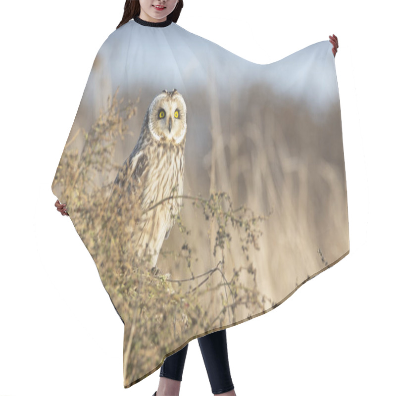 Personality  Short Eared Owl Hair Cutting Cape