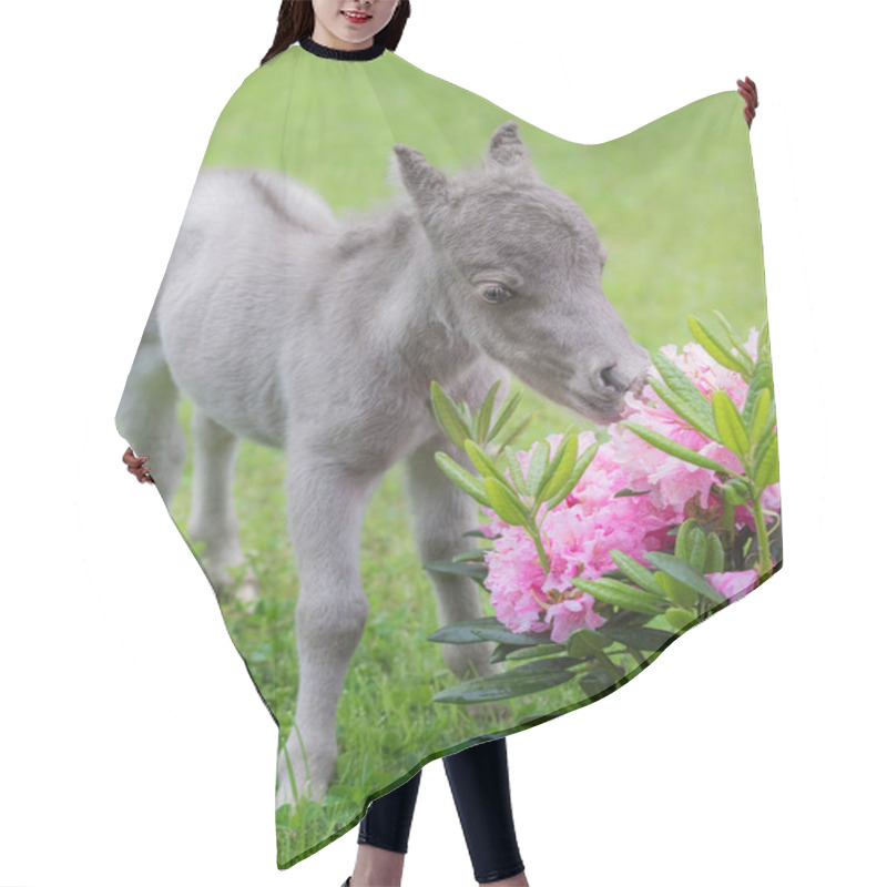 Personality  World's Smallest Horse. Tiny Foal Measuring Just 31 Cm Tall.  Hair Cutting Cape