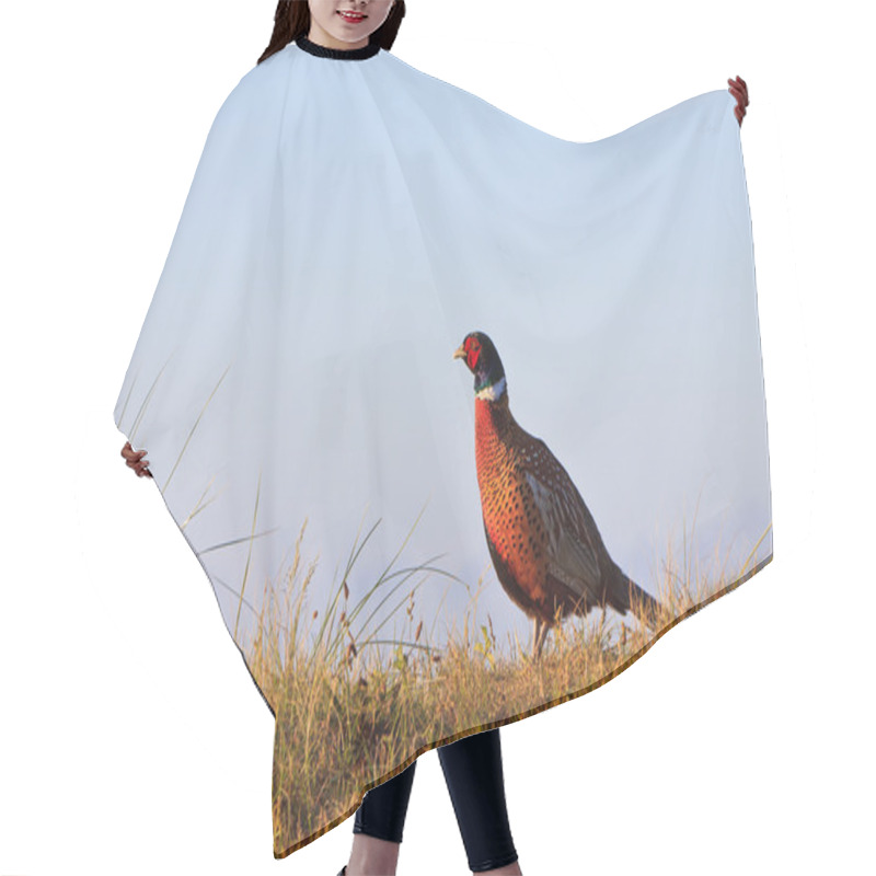 Personality  Pheasant Male Bird Standing On A Hill Hair Cutting Cape