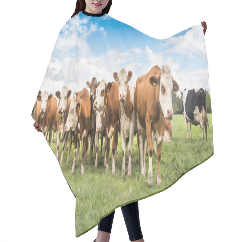 Personality  Herd Of Cows On A Lush Green Pasture Or Meadow Hair Cutting Cape