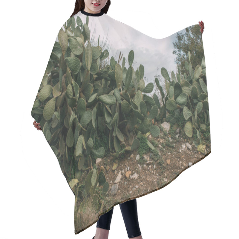 Personality  Green Cactus With Sharp Spikes On Leaves  Hair Cutting Cape