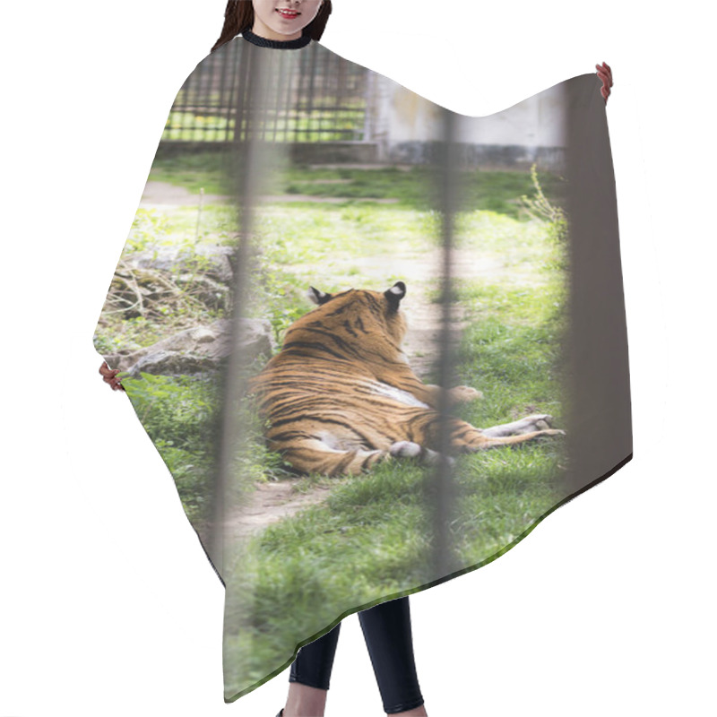 Personality  Beautiful Wild Tiger Raised In Captivity Hair Cutting Cape