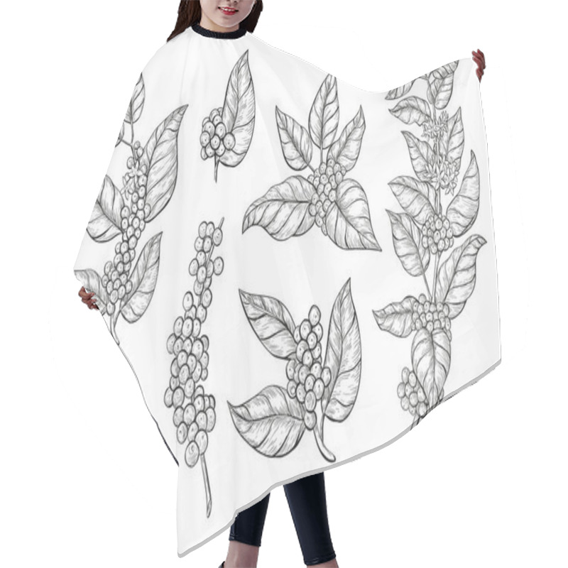 Personality  Coffee Branches And Beans Sketch Style. Hand Drawn Set Of Coffee Tree Branches With Leaves, Flowers And Ripe Fruits.  Hair Cutting Cape