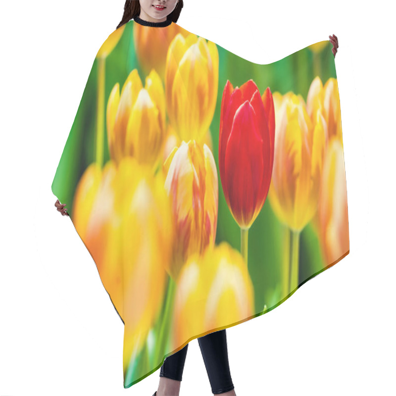 Personality  Yellow And Orange Tulips Blooming Brightly In A Lush Garden Surrounded By Green Leaves, Showcasing The Vibrant Beauty Of Spring. Hair Cutting Cape