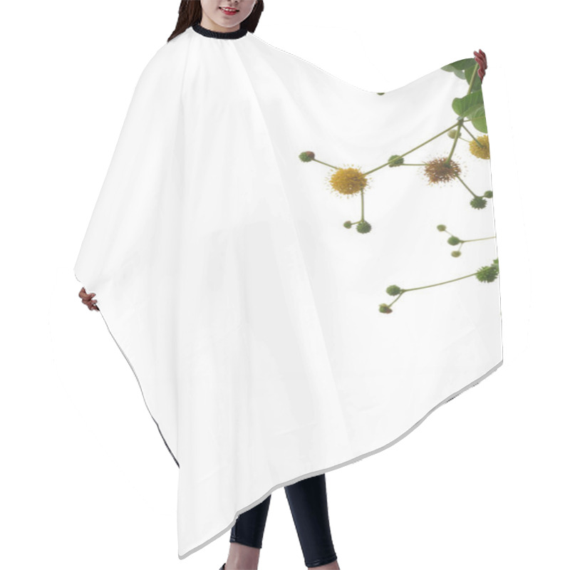 Personality  St. Johns Wort Flower Hair Cutting Cape