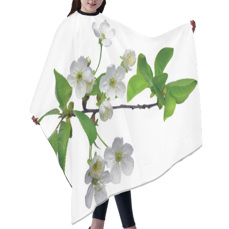 Personality  The Branches Of Flowering Cherry With Foliage. Cherry Blossoms S Hair Cutting Cape