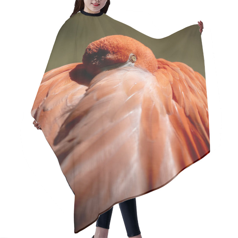 Personality  Flamingo Tucks Head Into Warm Feathers On Cool Morning In Warm Light Hair Cutting Cape